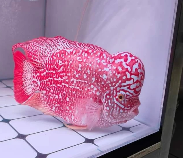 Flowerhorn Paradise